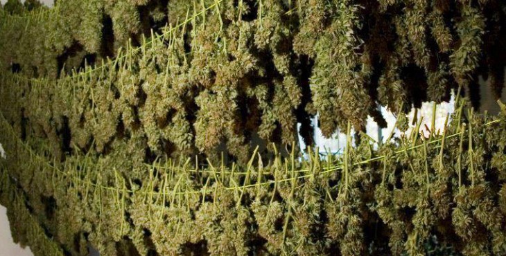 [cml_media_alt id='2644']how to dry weed buds[/cml_media_alt]