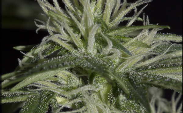 [cml_media_alt id='2652']strawberry Haze bud[/cml_media_alt]