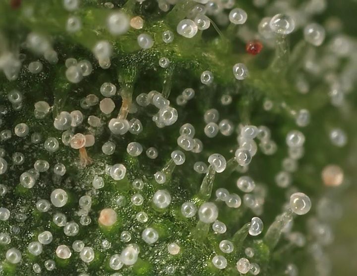 [cml_media_alt id='2789']when to harvest weed trichome[/cml_media_alt]