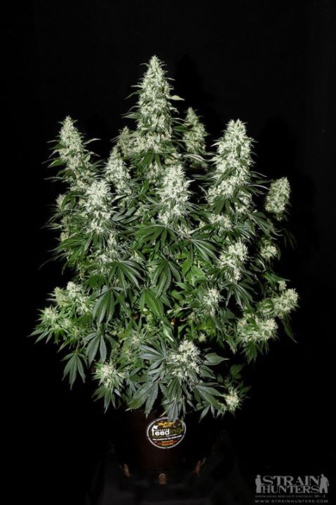 [cml_media_alt id='2719']history of White Widow plant[/cml_media_alt]