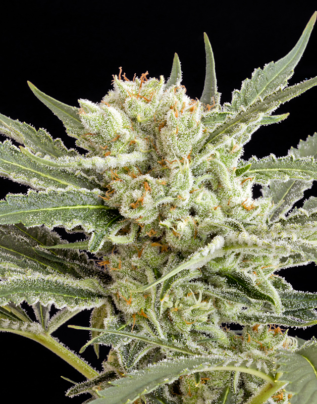 [cml_media_alt id='2778']lemon skunk[/cml_media_alt]