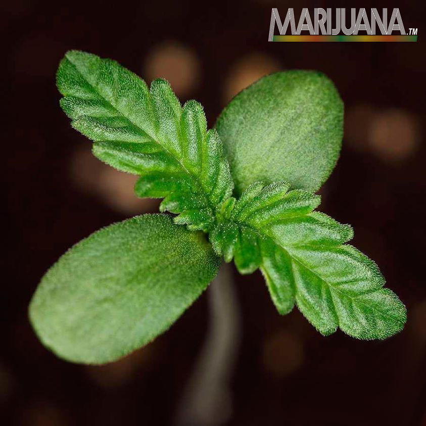 [cml_media_alt id='2544']marijuana seedling[/cml_media_alt]