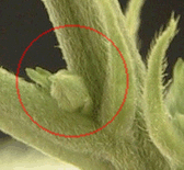 [cml_media_alt id='2584']marijuana plant male 5[/cml_media_alt]