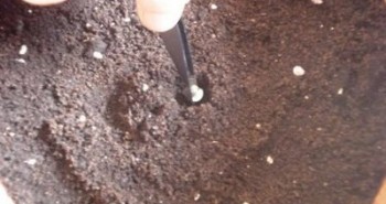 [cml_media_alt id='2537']germinate marijuana seeds pot[/cml_media_alt]