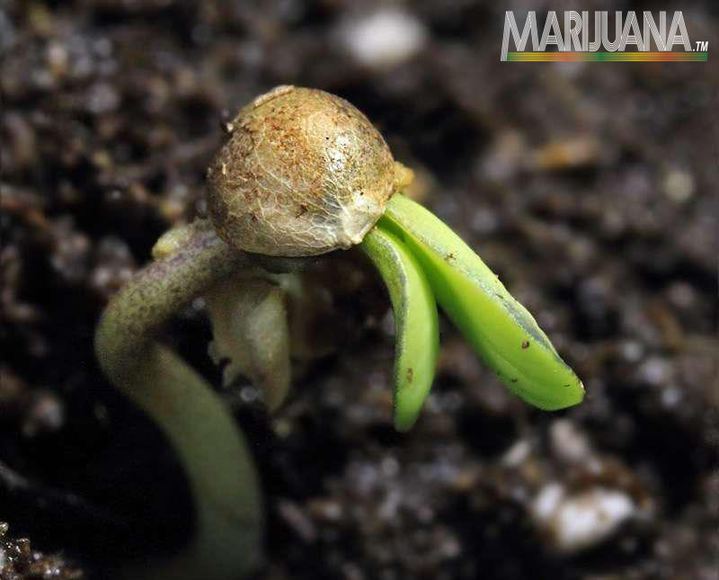 [cml_media_alt id='2540']germinate seeds[/cml_media_alt]