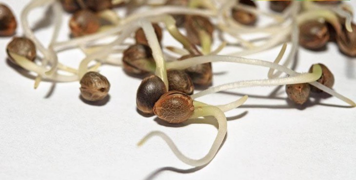 germinate marijuana seeds root