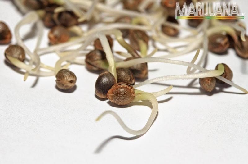 [cml_media_alt id='2539']germinate marijuana seeds root[/cml_media_alt]