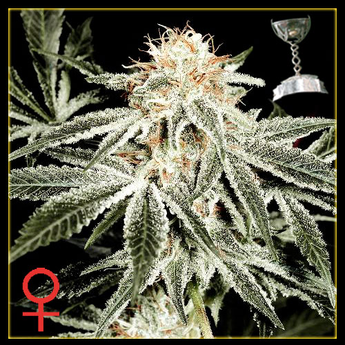 [cml_media_alt id='2717']history of white widow[/cml_media_alt]