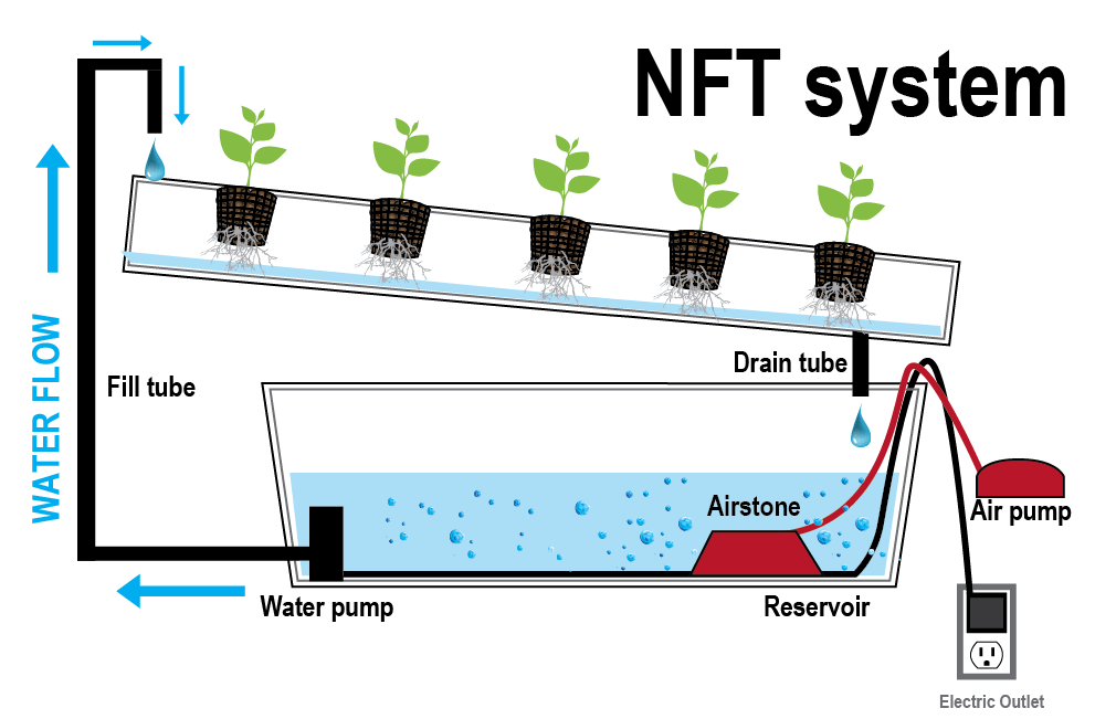 [cml_media_alt id='2927']hydroponic grow nft[/cml_media_alt]