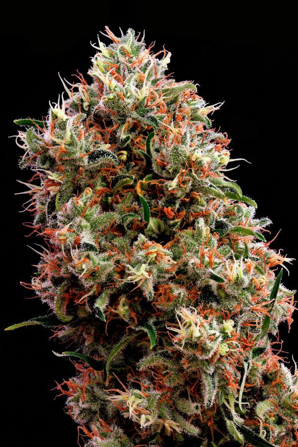 [cml_media_alt id='2861']White Lemon bud[/cml_media_alt]