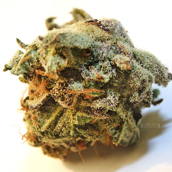 [cml_media_alt id='2912']weed cake bud[/cml_media_alt]