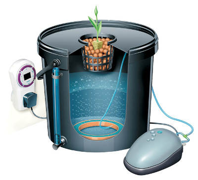 [cml_media_alt id='2924']hydroponic grow DWC[/cml_media_alt]