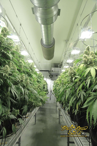 [cml_media_alt id='2931']hydroponic grow room[/cml_media_alt]