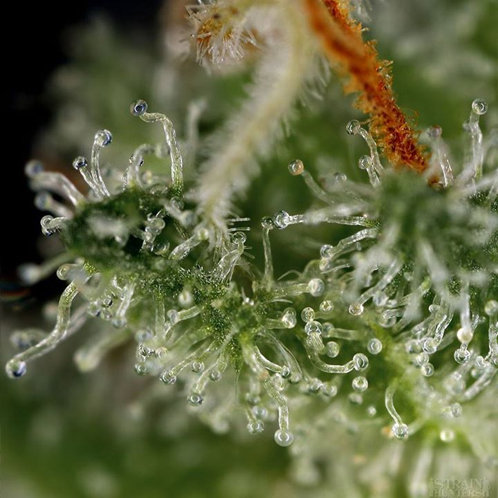 [cml_media_alt id='2883']hash trichome[/cml_media_alt]