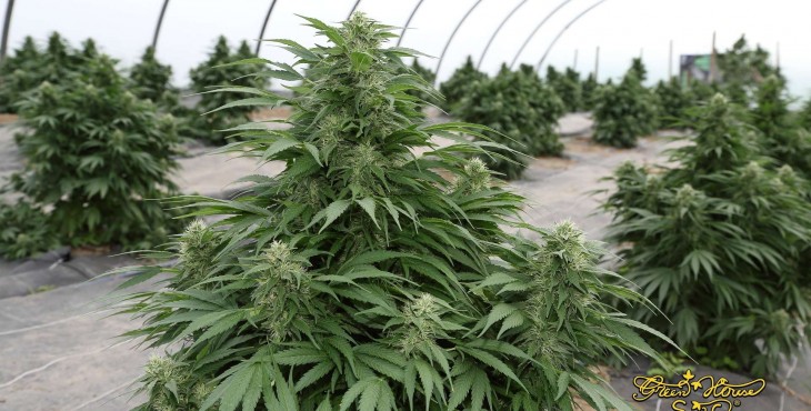 cannabis outdoor grow