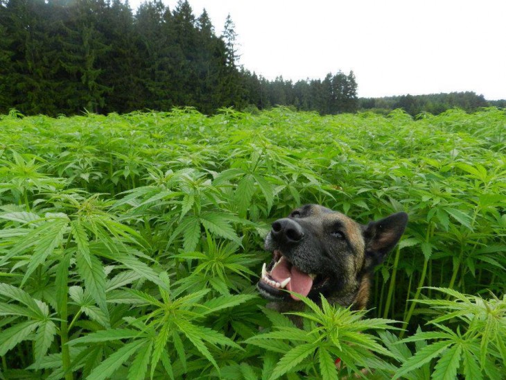 News from Nevada: Cannabis and Pets