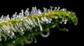 Trichomes and THC