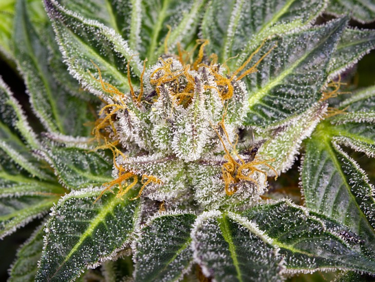 flower bomb kush trichomes