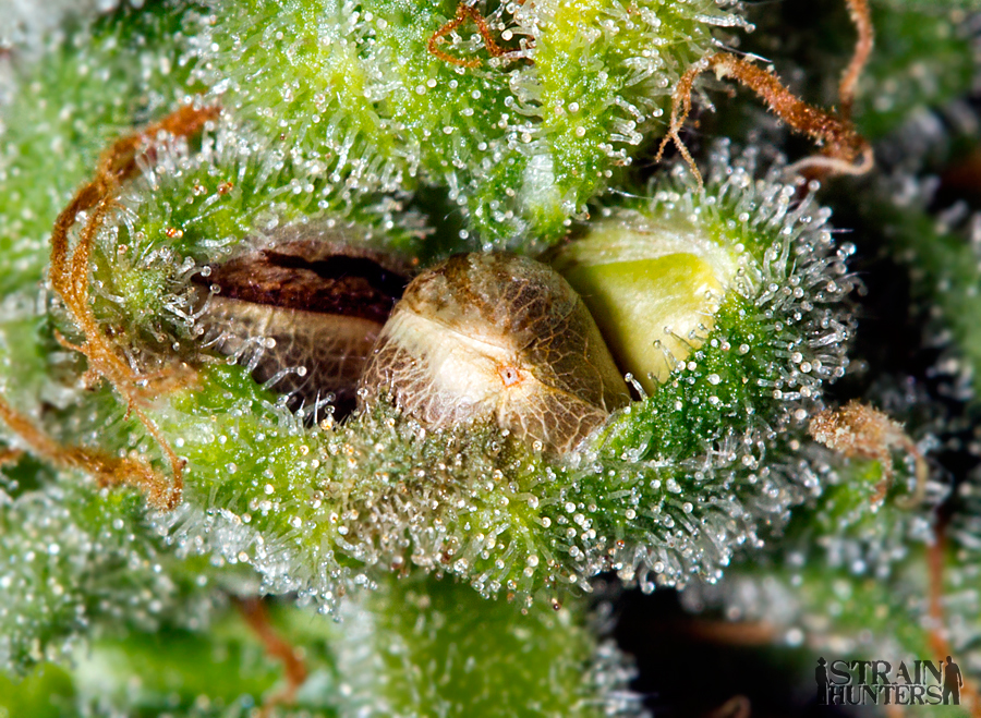 [cml_media_alt id='4069']Super Lemon Haze Seeds[/cml_media_alt]