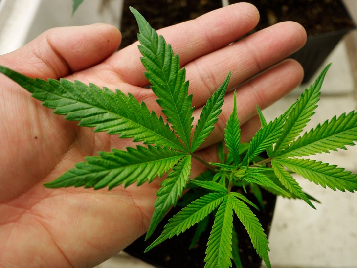 Medical Marijuana – deflate the Myths