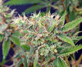 cannabis en floración
