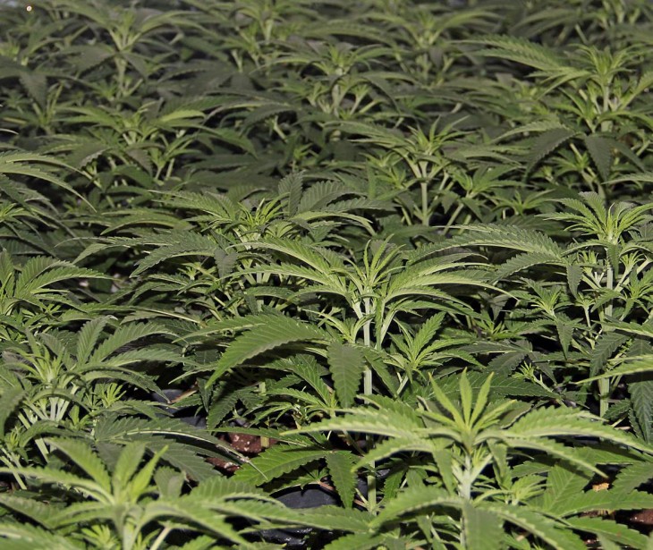 cannabis en crecimiento