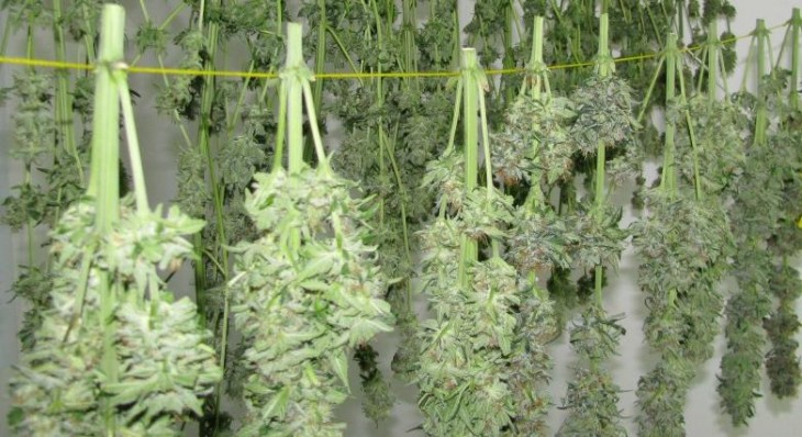 HARVESTING AND DRYING