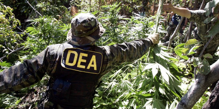 DEA accounts for interest in marijuana and ponders on the subject