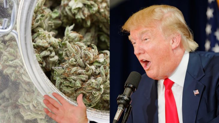 About Donald Trump comment on Cannabis