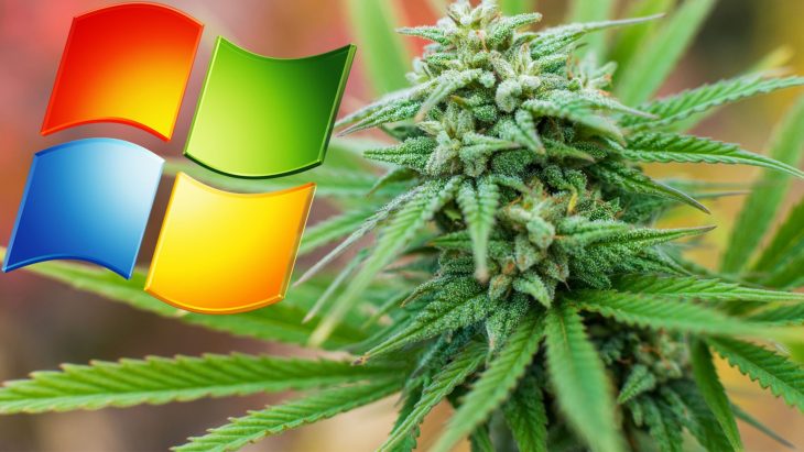 microsoft-cannabis