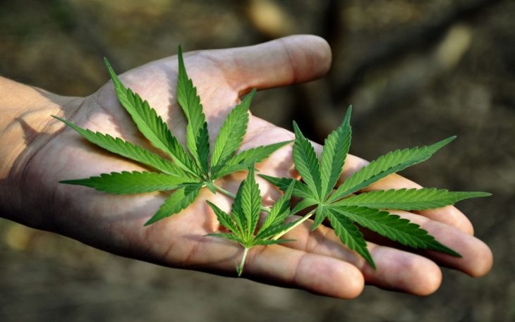 Is Cannabis the Next Big Drug for Cancer?