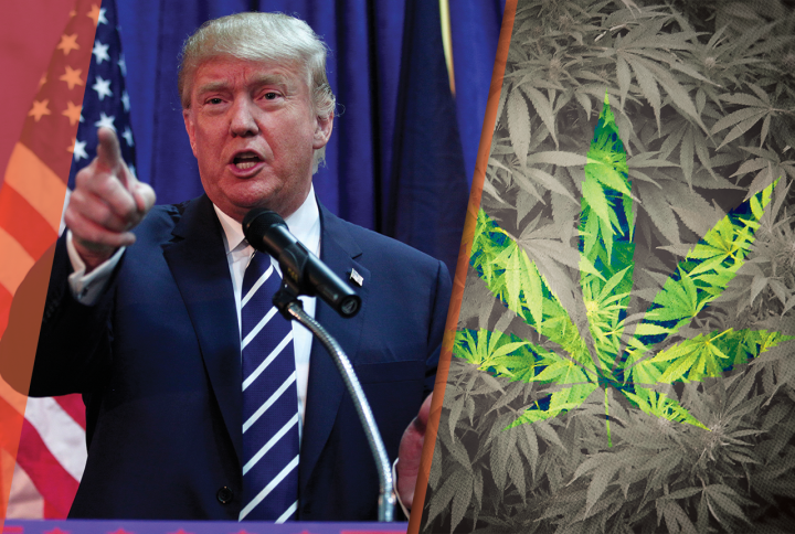 The Impact of Trump Slump on Marijuana Stocks