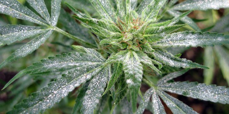 How to Prevent Mold Growth on Cannabis Plants?