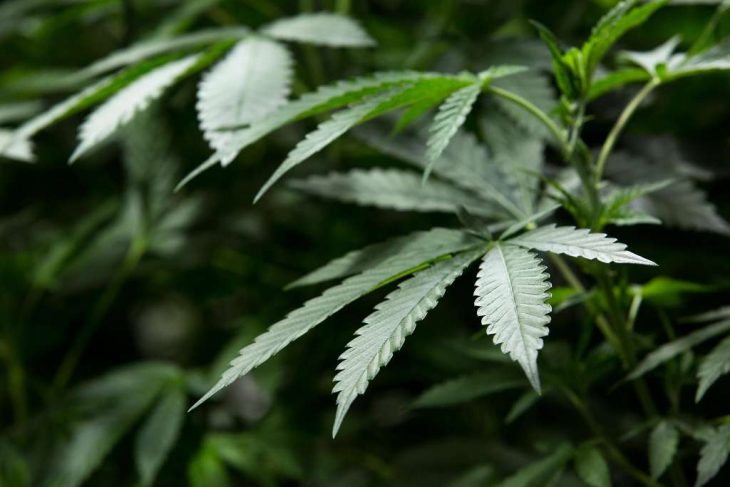 Oakland Cannabis Amendment Sparks Controversy