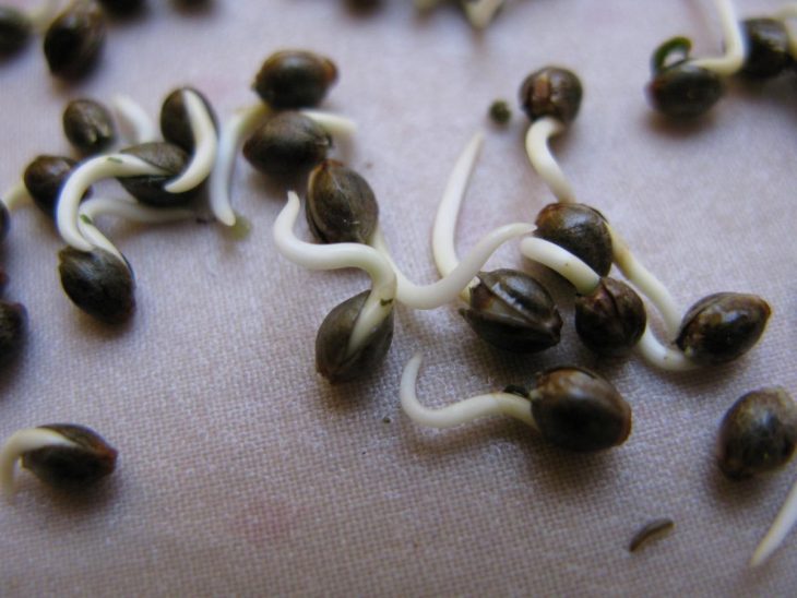 Germinating White Widow Making Use of Paper Towel