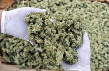 Michigan Advocates Launch Marijuana Legalization Drive