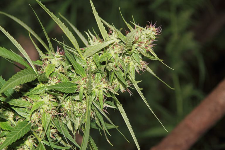 strongest-strains-of-sativa-marijuana-tm-cannabis-news