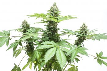 Know About the Different Strains of Marijuana