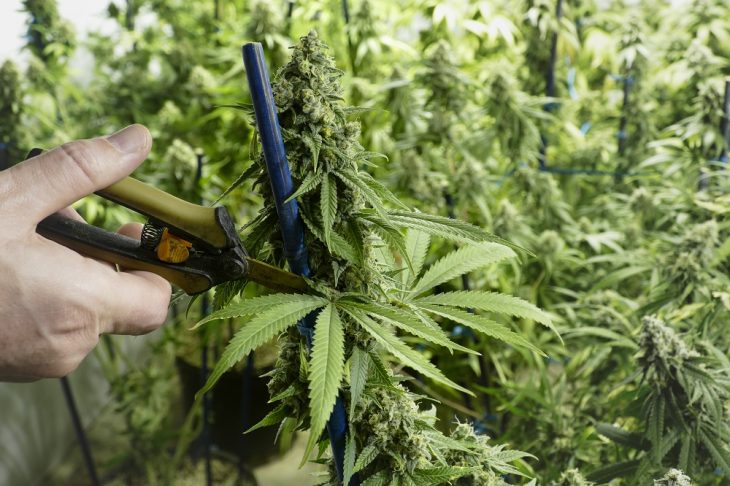 Marijuana Harvesting Tips