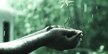 Untreated Water: Best Irrigation System for Marijuana Farming