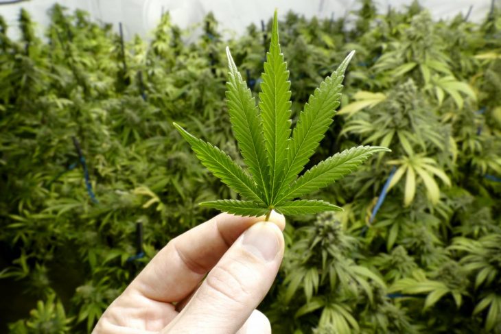 What to Do to Keep your Marijuana Farming a Secret