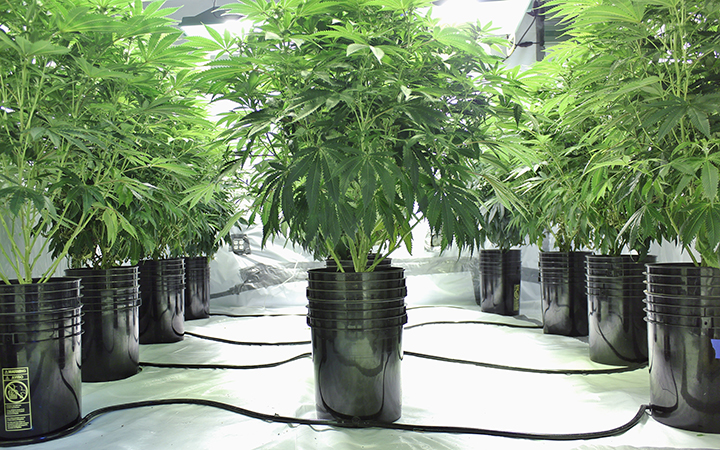 Important Issues to Learn About Marijuana Hydroponics System