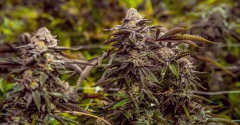 Indications your Marijuana Plants are Ready for Harvest