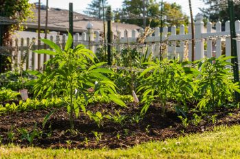 Growing marijuana in your own garden