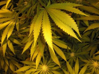 All About Yellow Cannabis Leaves Causes And Solutions