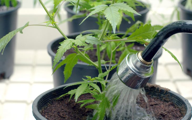 Washing Marijuana Roots: How Is It Done And When Should You Do It?