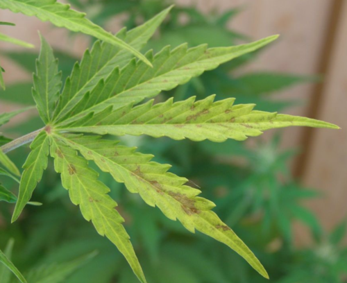 Phosphorus Deficiency In Cannabis Plant