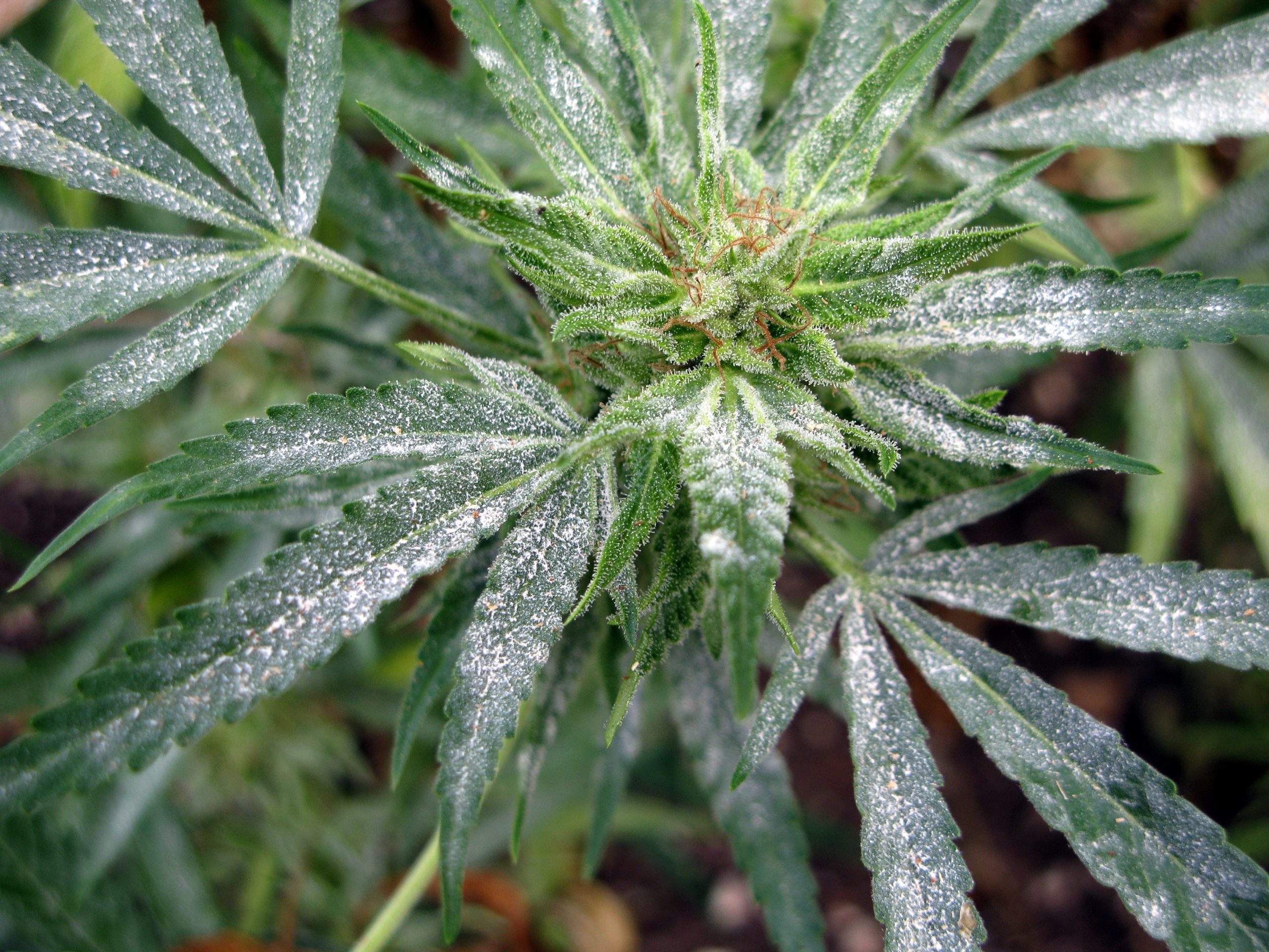 How to Protect Your Cannabis Plants from White Powdery Mildew ...