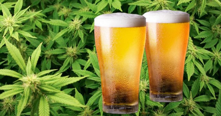 Cannabis Beer How Promising Is It for Cannabis Users